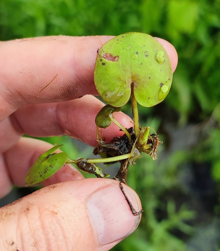Изображение особи Hydrocharis morsus-ranae.