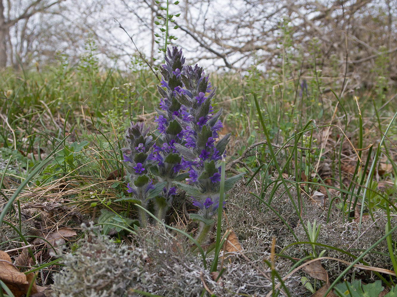Image of Ajuga orientalis specimen.