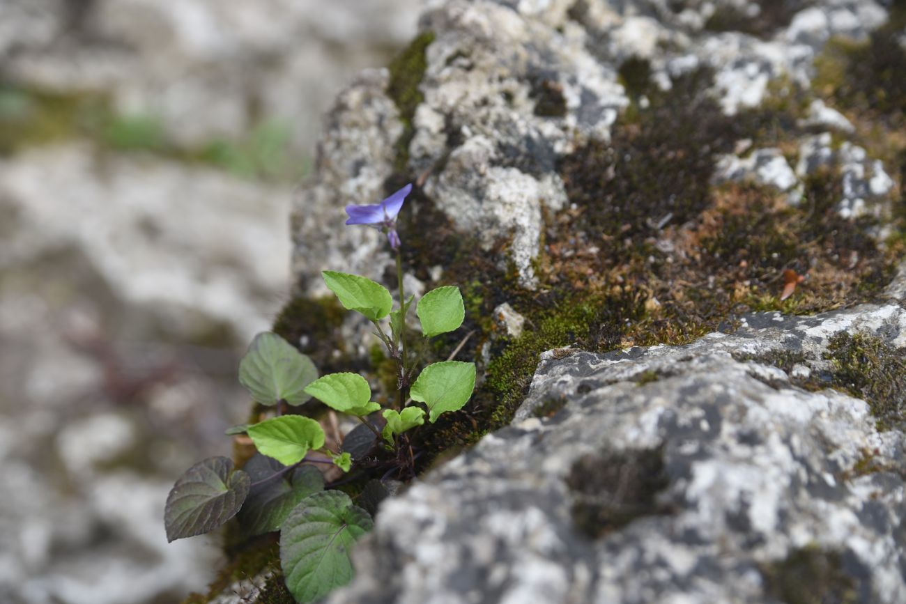 Изображение особи род Viola.