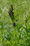 View full-size image Dracocephalum ruyschiana