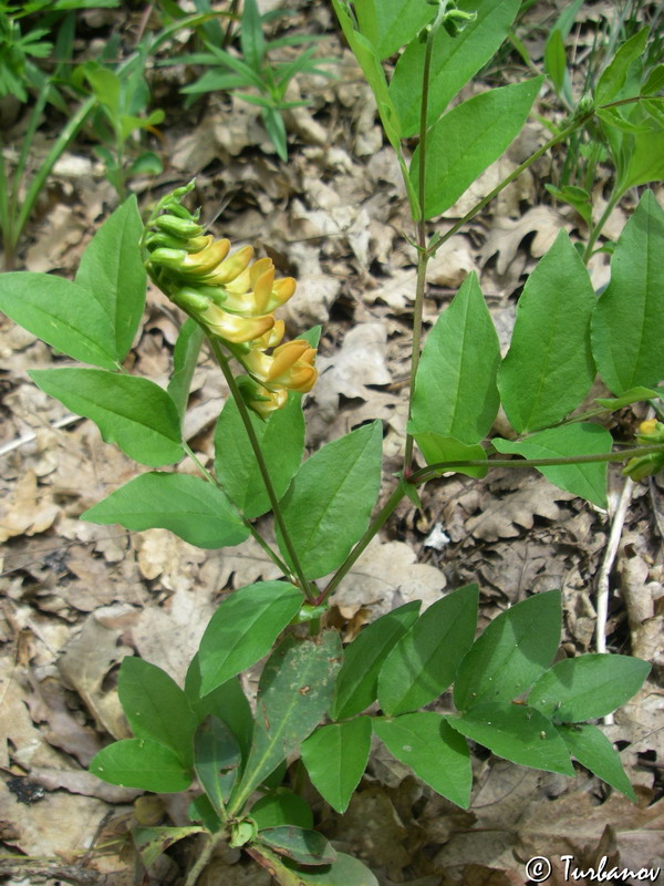 Изображение особи Lathyrus aureus.