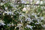 Смотреть изображение Clematis mandshurica