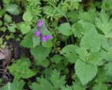 View full-size image Lamium maculatum
