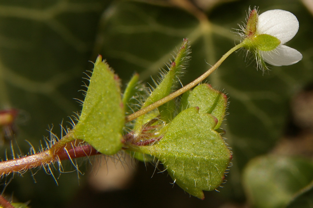 Image of Veronica cymbalaria specimen.