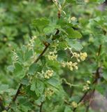 View full-size image Ribes alpinum