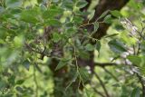 View full-size image genus Celtis