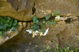 View full-size image Campanula armena