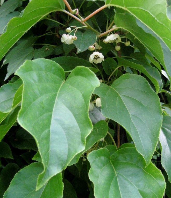 Изображение особи Actinidia arguta.