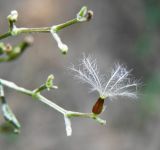 Valeriana wolgensis. Семянка. Краснодарский край, Кущевский р-н, станица Шкуринская, хоз. двор. 26.06.2011.