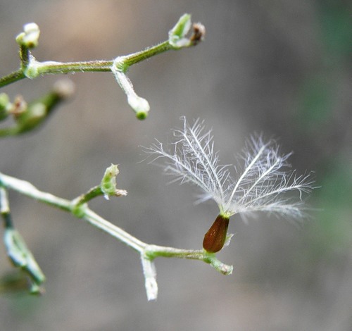 Изображение особи Valeriana wolgensis.