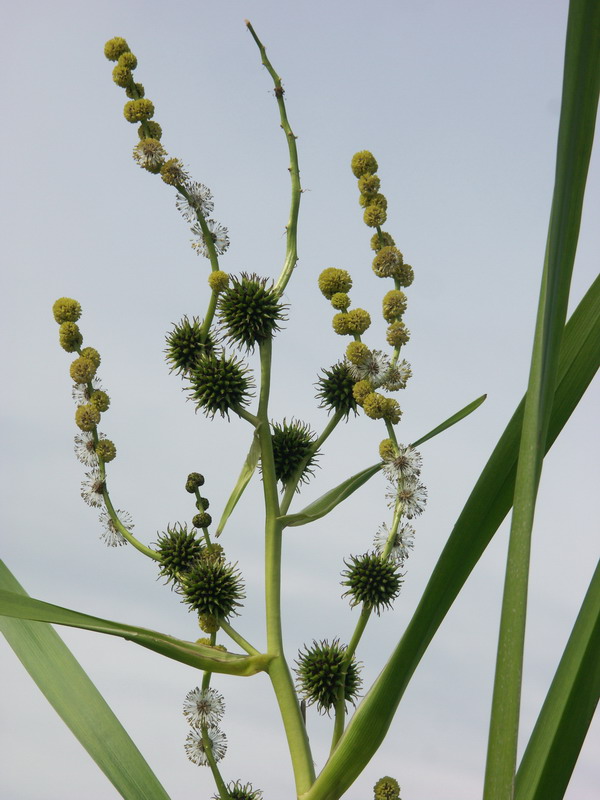 Image of Sparganium microcarpum specimen.