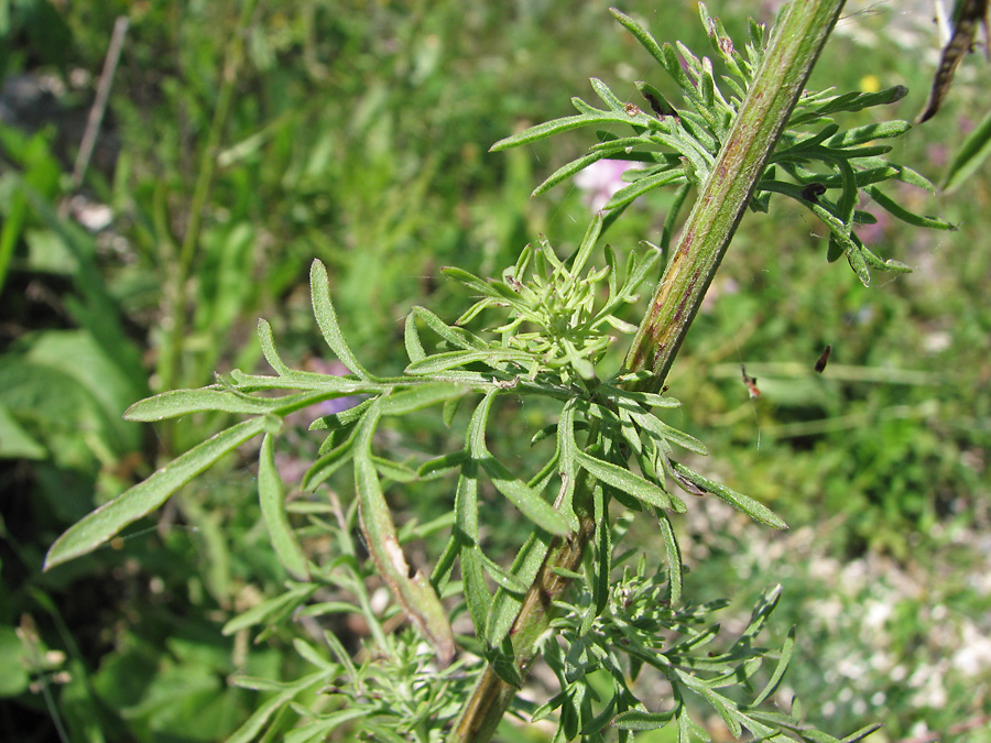 Image of Centaurea stoebe specimen.