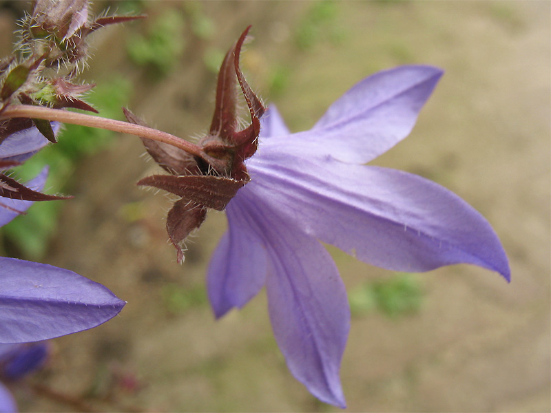 Image of Campanula garganica specimen.