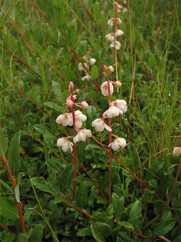 Изображение особи Pyrola rotundifolia ssp. maritima.