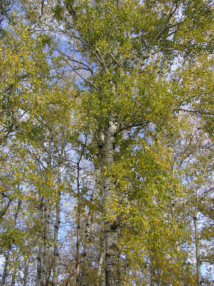 Image of Populus alba specimen.