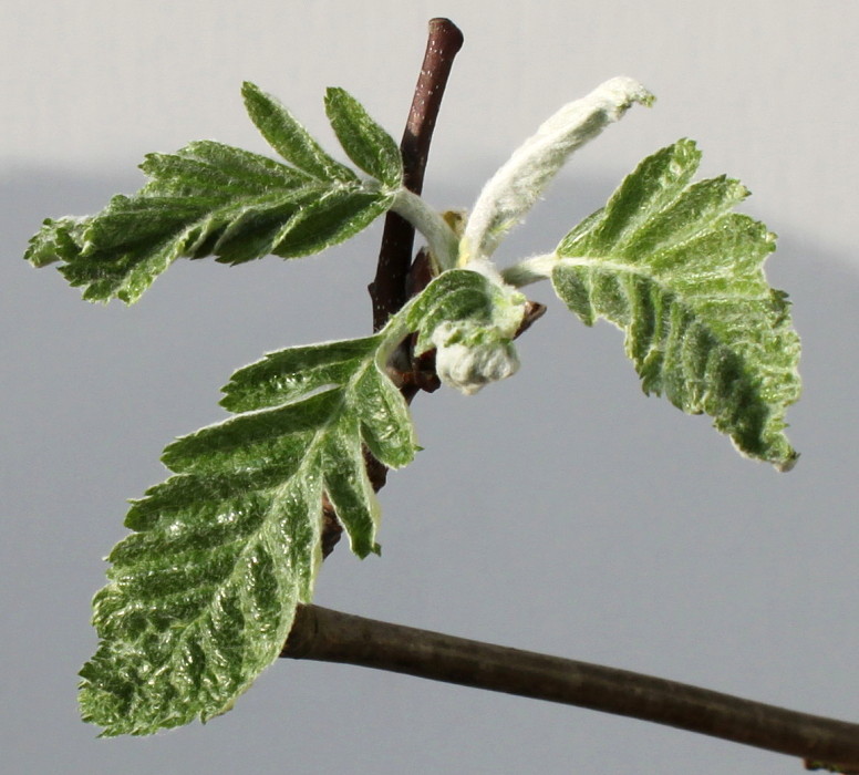 Image of Sorbus × thuringiaca specimen.