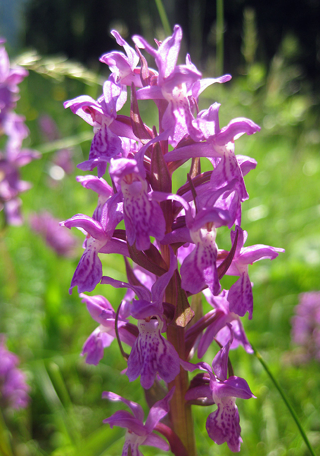 Image of Dactylorhiza majalis specimen.