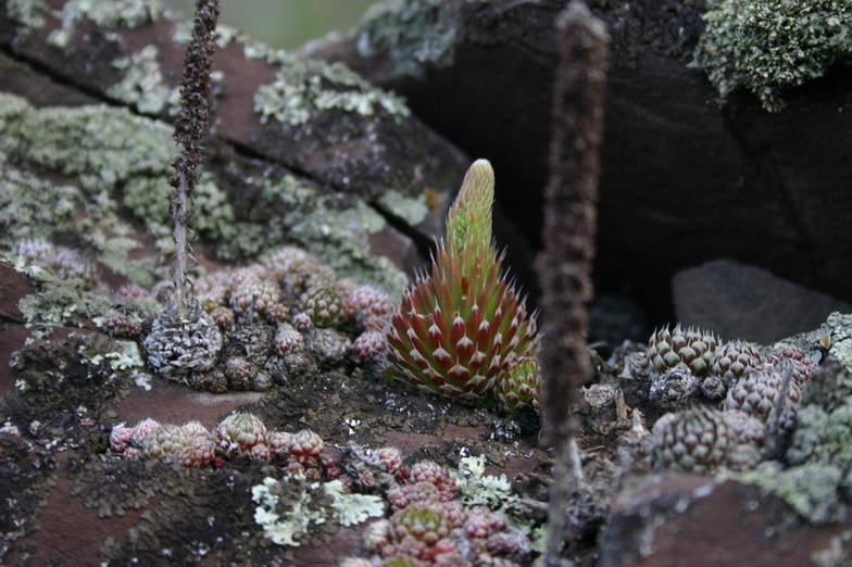 Image of Orostachys spinosa specimen.