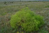 Crambe tataria. Плодоносящее растение. Крым, Керченский п-ов, Приазовье, Караларская степь. 08.06.2012.