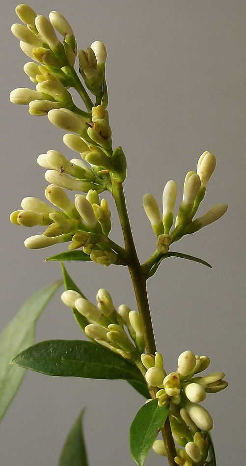 Изображение особи Ligustrum ovalifolium.