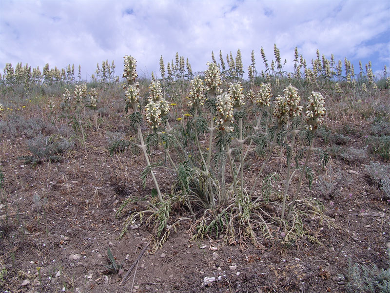 Image of Phlomoides laciniata specimen.