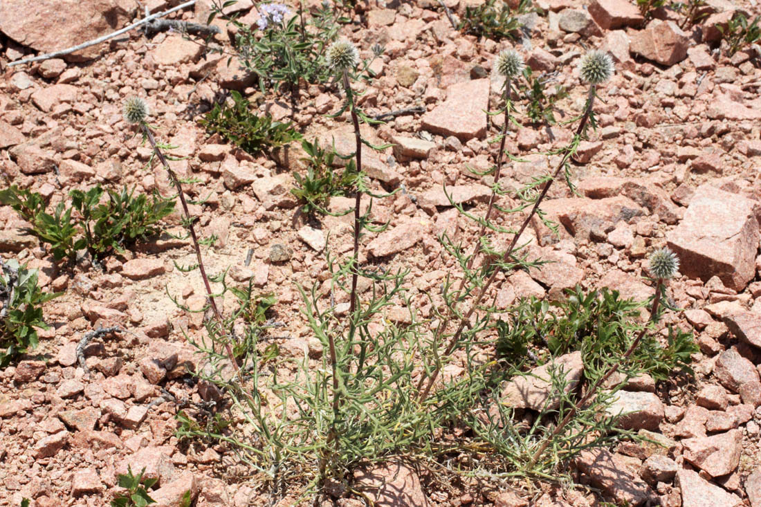 Image of Echinops tschimganicus specimen.