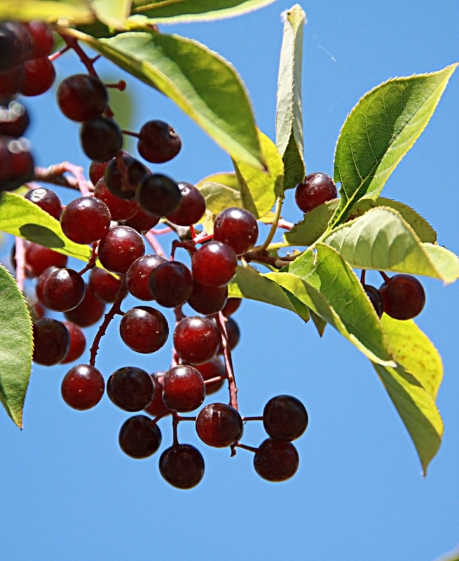 Image of Padus virginiana specimen.