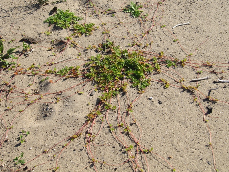 Image of Potentilla anserina specimen.