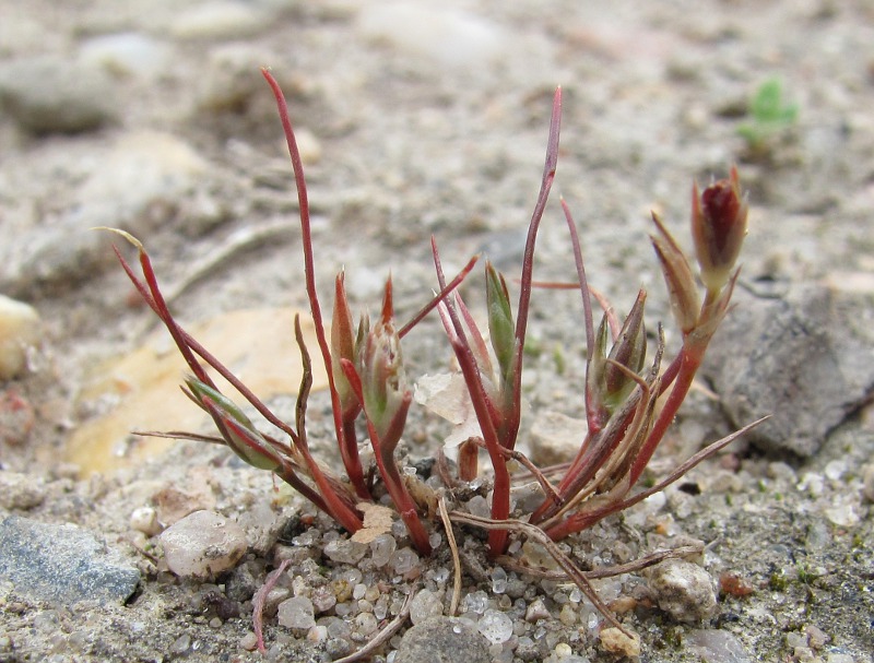 Image of Juncus minutulus specimen.