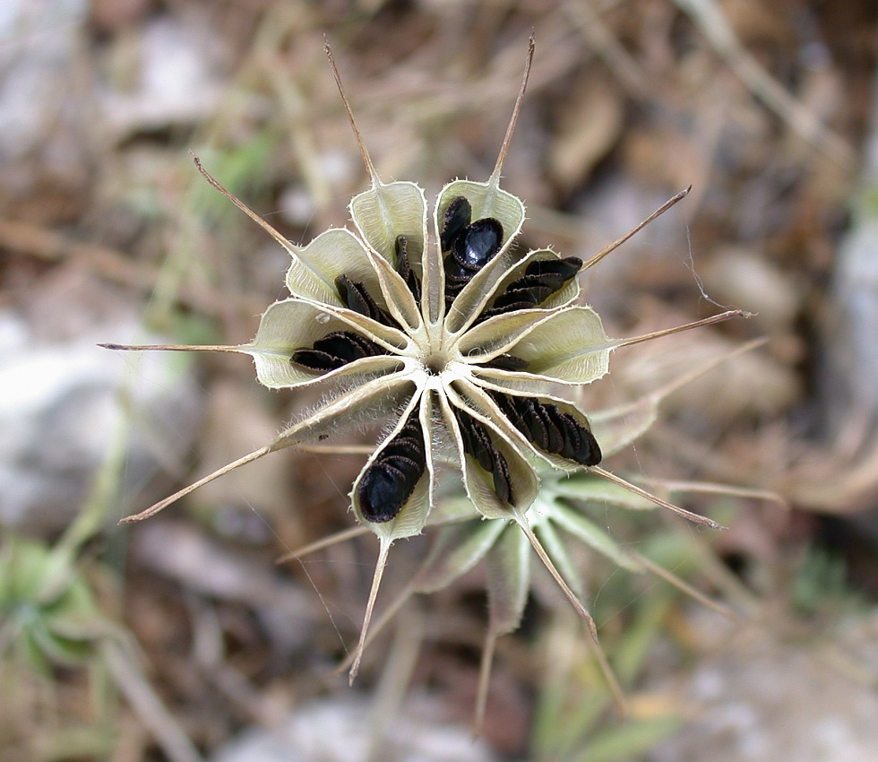 Изображение особи Nigella ciliaris.