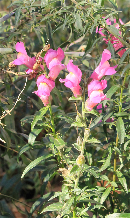 Image of Antirrhinum majus specimen.