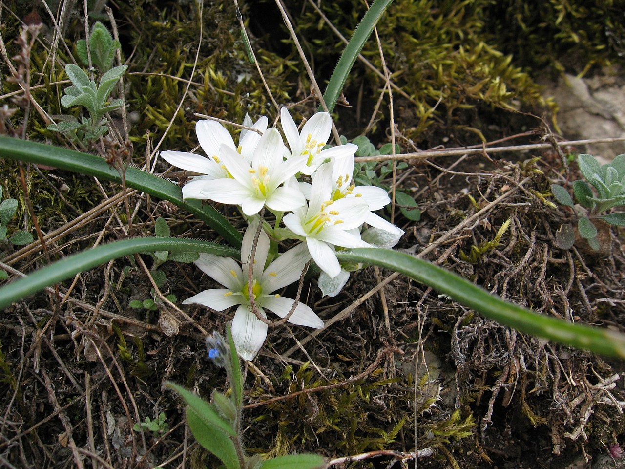 Image of Ornithogalum fimbriatum specimen.