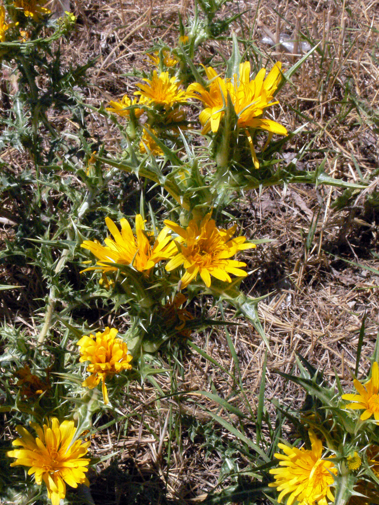 Image of Scolymus hispanicus specimen.