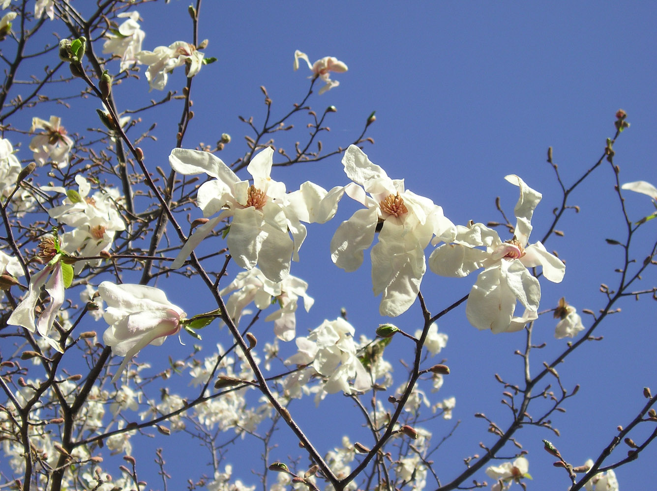 Image of genus Magnolia specimen.