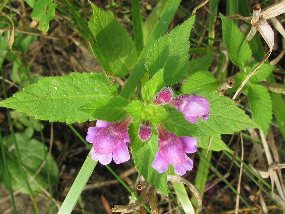 Image of Galeopsis pubescens specimen.