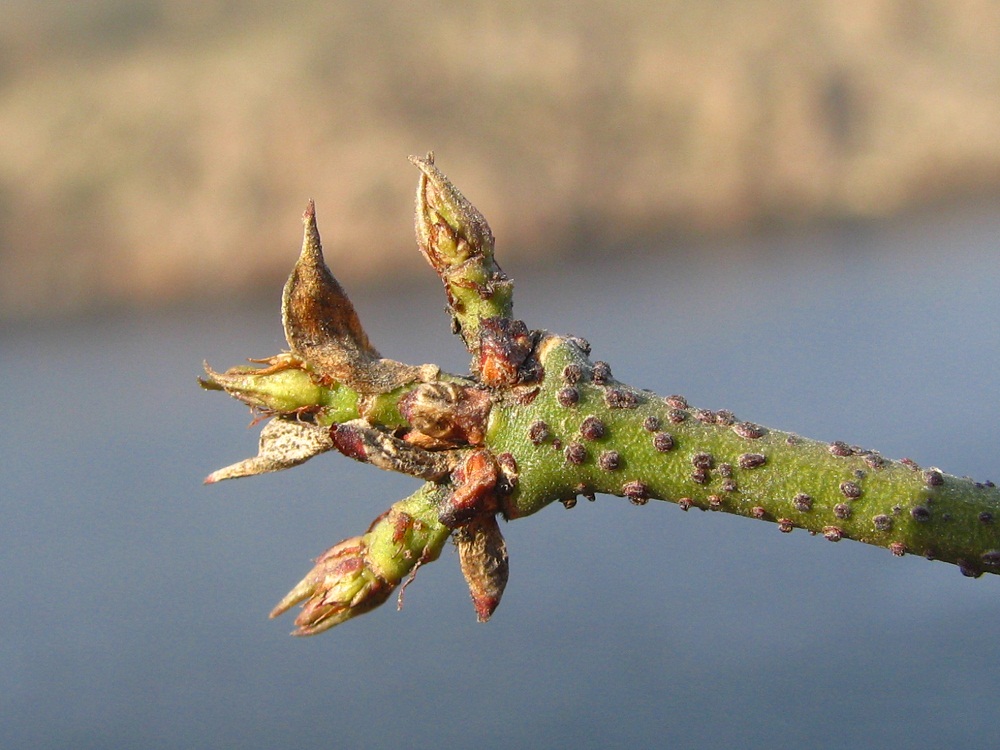 Image of Euonymus verrucosus specimen.