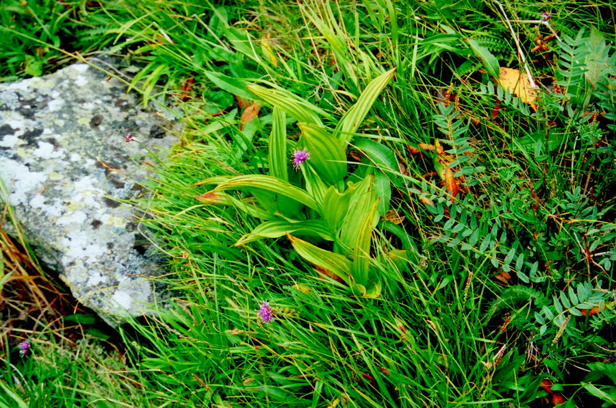 Image of Allium nebularum specimen.