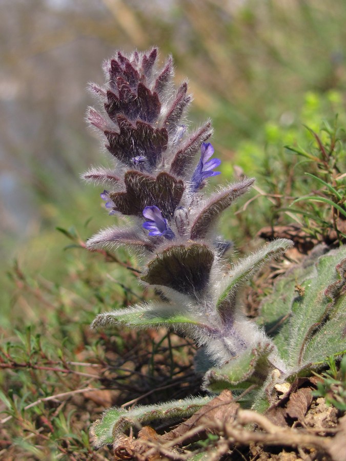 Image of Ajuga orientalis specimen.