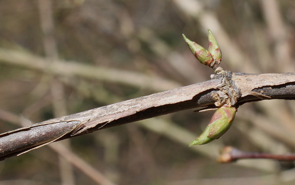 Image of Dipelta floribunda specimen.