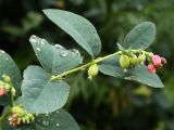 Symphoricarpos albus разновидность laevigatus. Побег с цветками (длина - 3-4 мм) и завязывающимися плодами. Санкт-Петербург, середина июня.