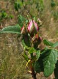 Rosa marginata. Верхушка побега с бутонами. Крым, Карадагский заповедник, Береговой хребет, степной склон. 14 мая 2013 г.