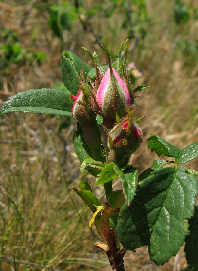 Image of Rosa marginata specimen.