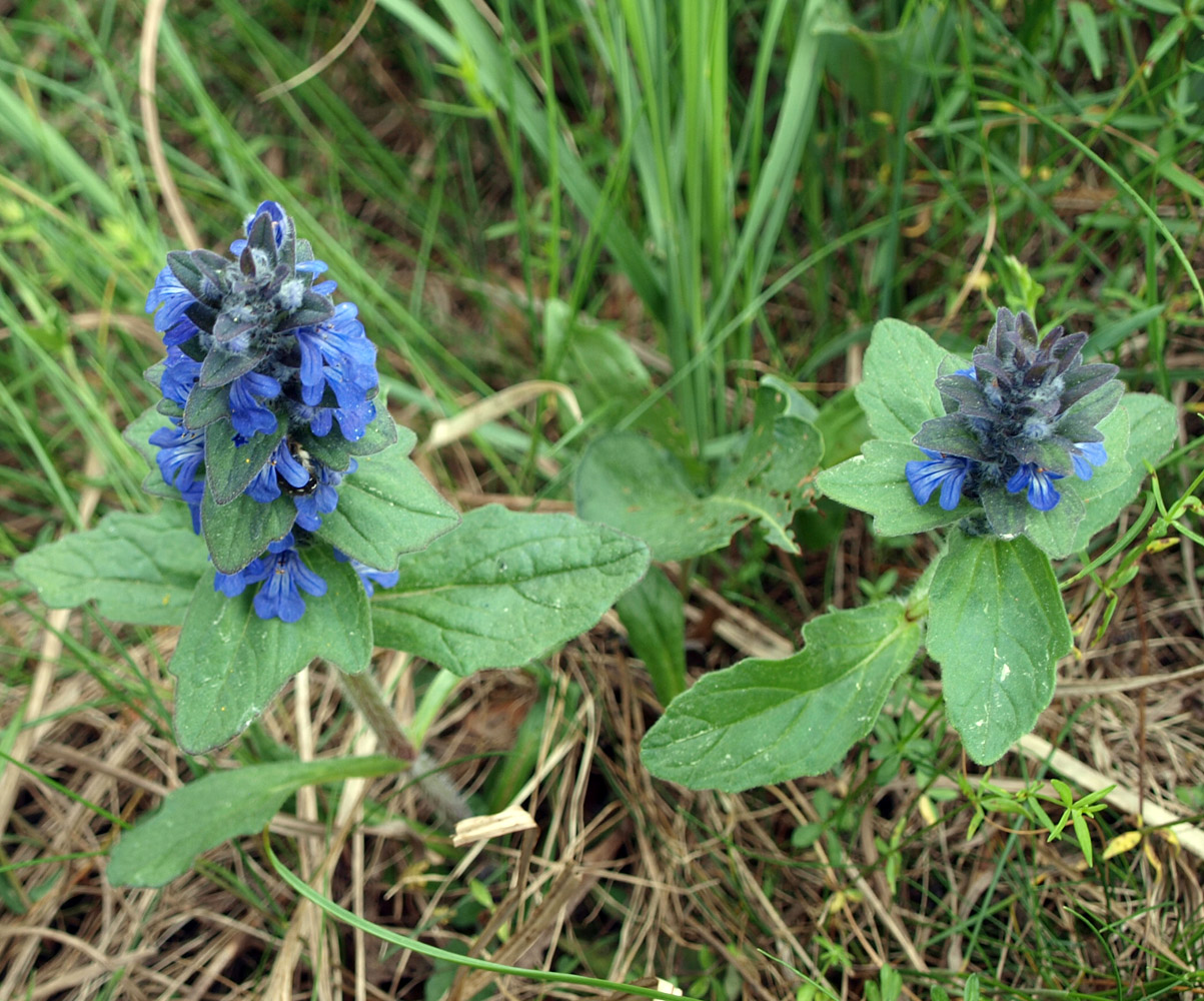 Image of Ajuga genevensis specimen.