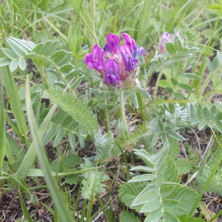 Изображение особи Oxytropis strobilacea.