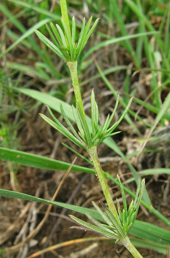 Изображение особи Galium verum.