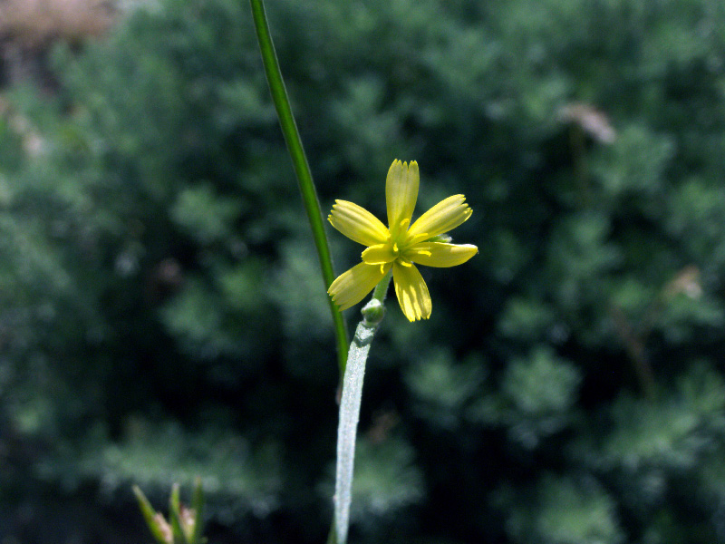 Image of Koelpinia linearis specimen.