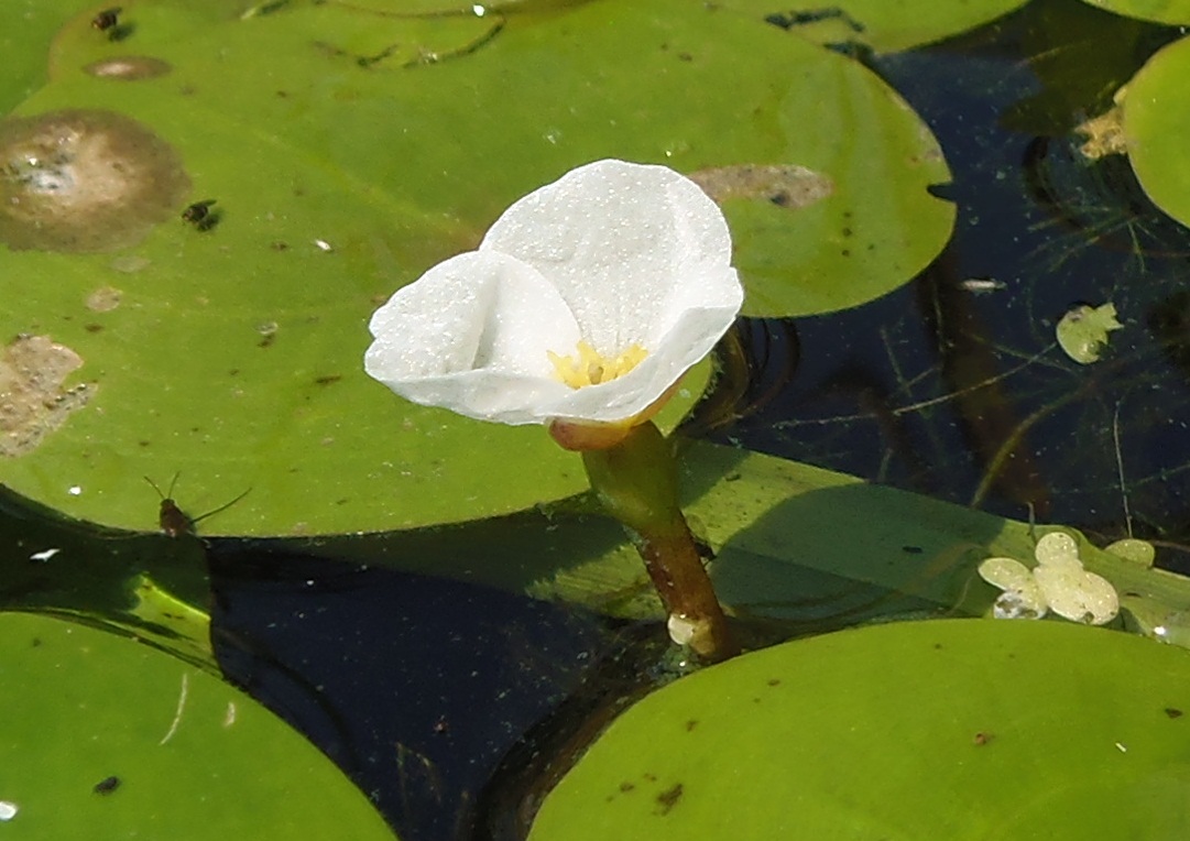 Image of Hydrocharis morsus-ranae specimen.