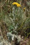 Tanacetum millefolium. Цветущее растение. Украина, г. Одесса, Аркадия, склон возле Тропы здоровья. 20.06.2013.