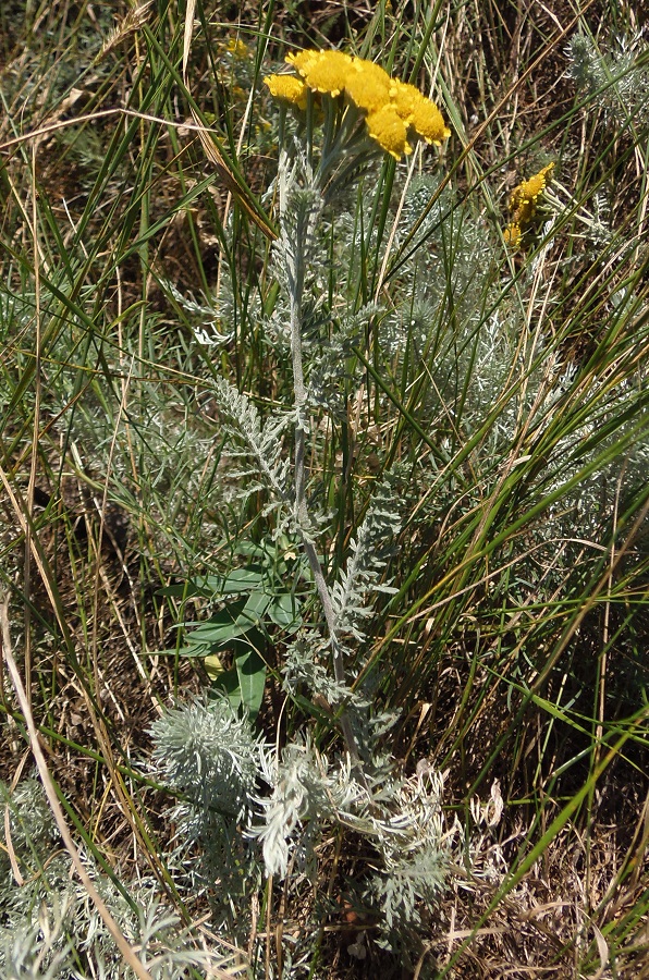 Image of Tanacetum millefolium specimen.