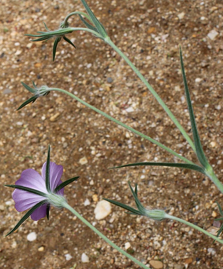 Image of Agrostemma githago specimen.